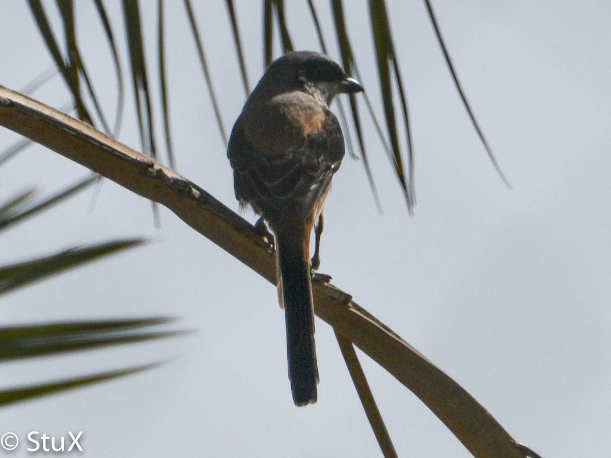 Long-tailed Shrike - ML132193561