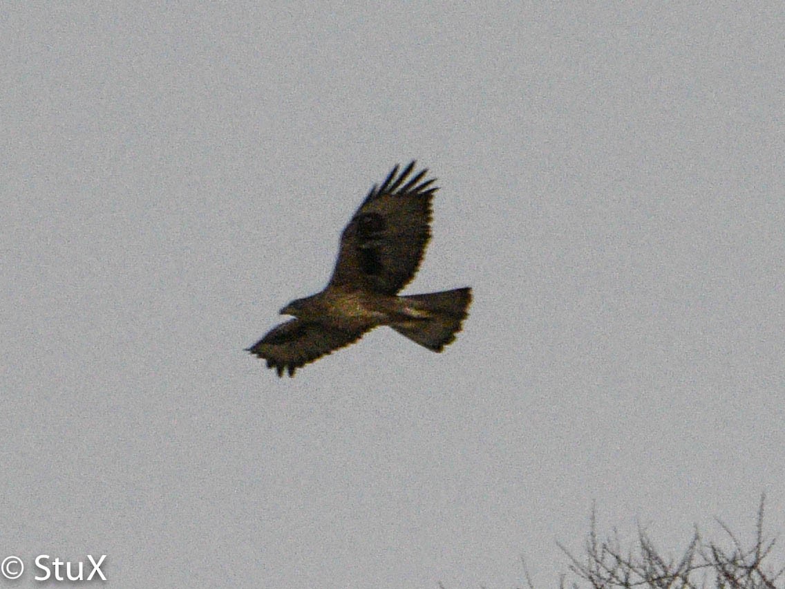 Bonelli's Eagle - Xueping & Stephan Popp