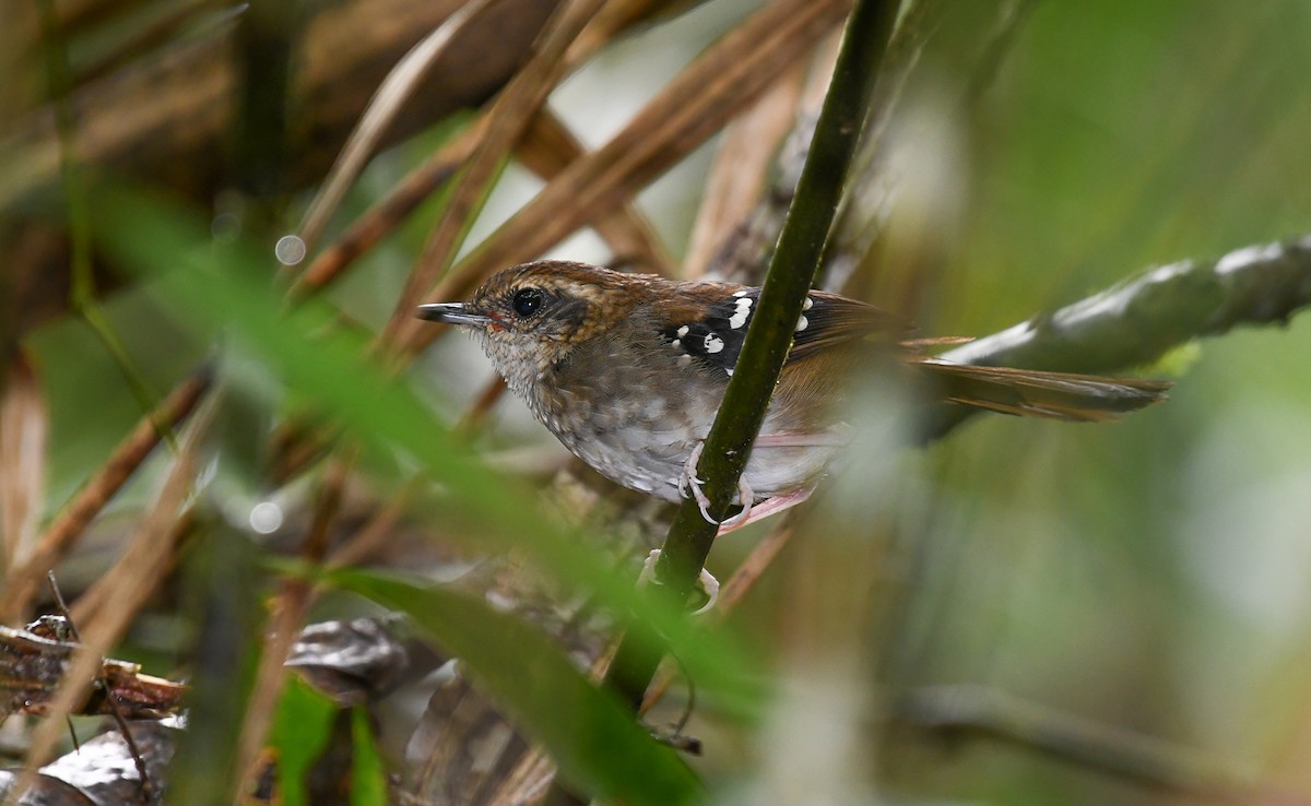 Squamate Antbird - ML132194661