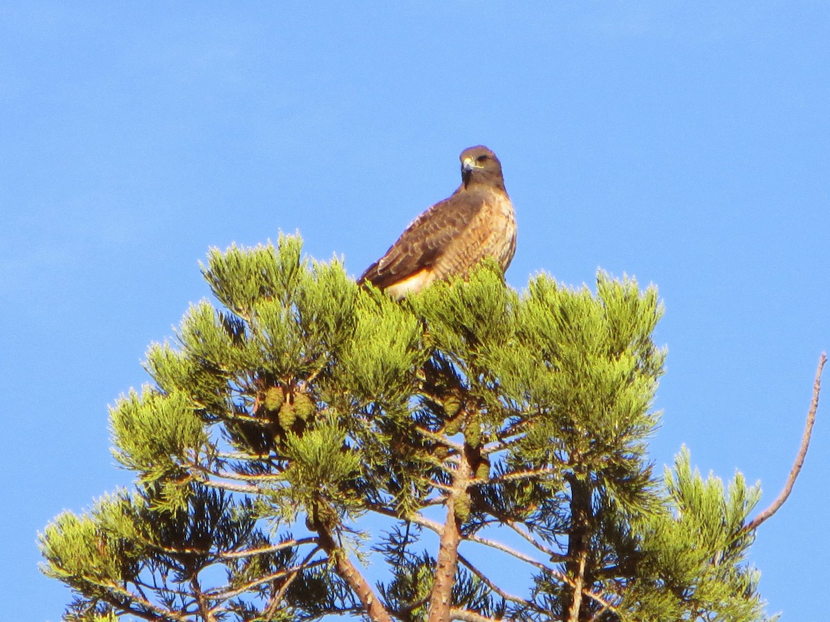 Red-tailed Hawk - ML132196631