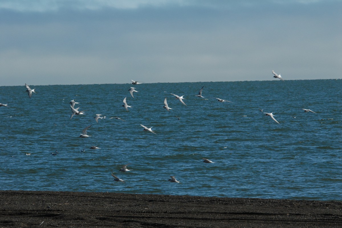 Arctic Tern - ML132200051