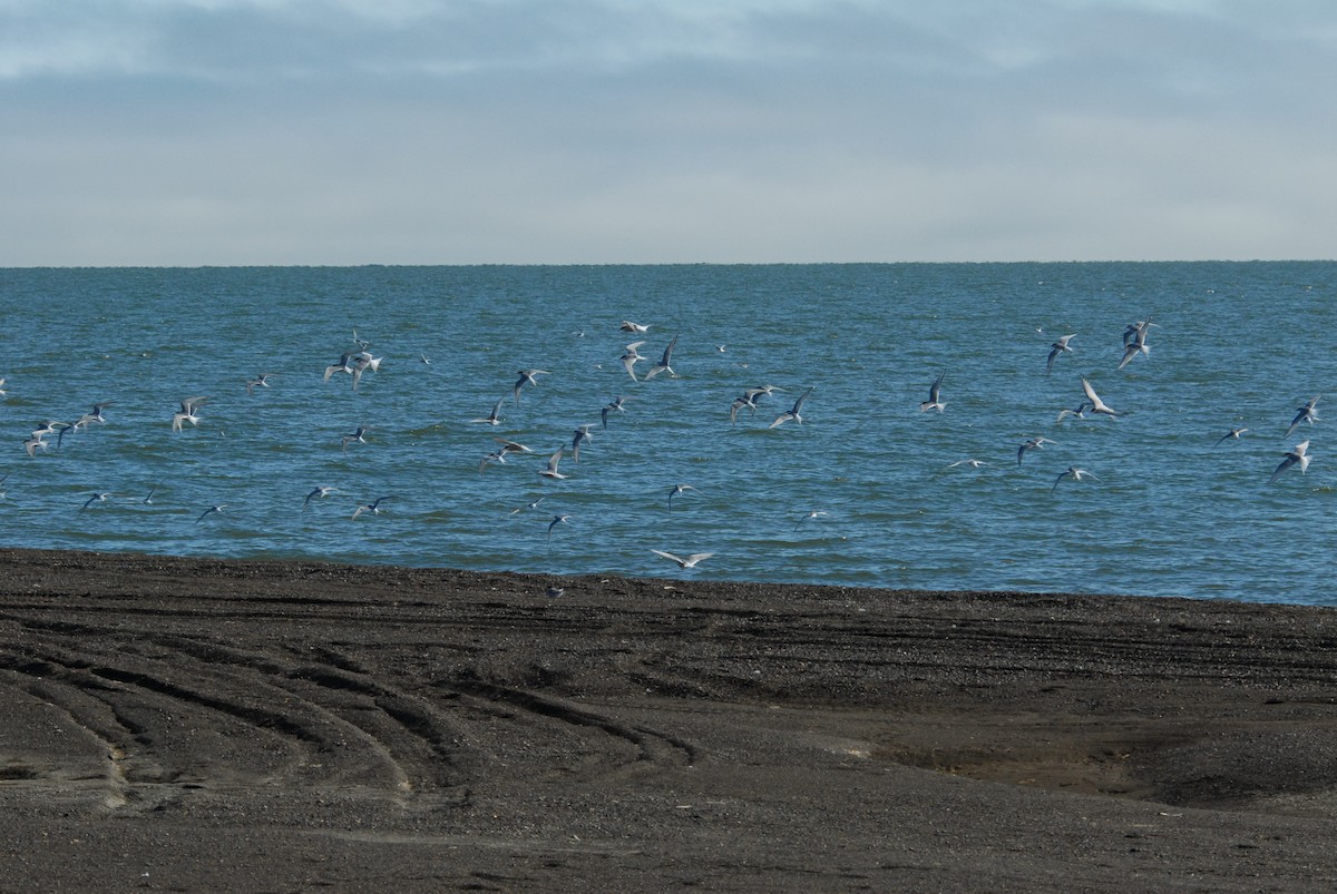 Arctic Tern - ML132200081