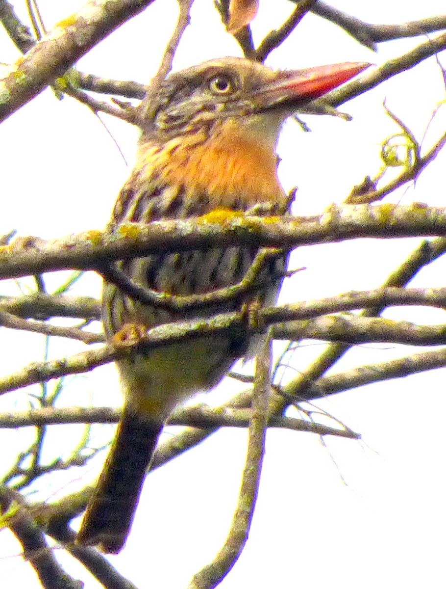 Buco Durmilí (striatipectus) - ML132200151