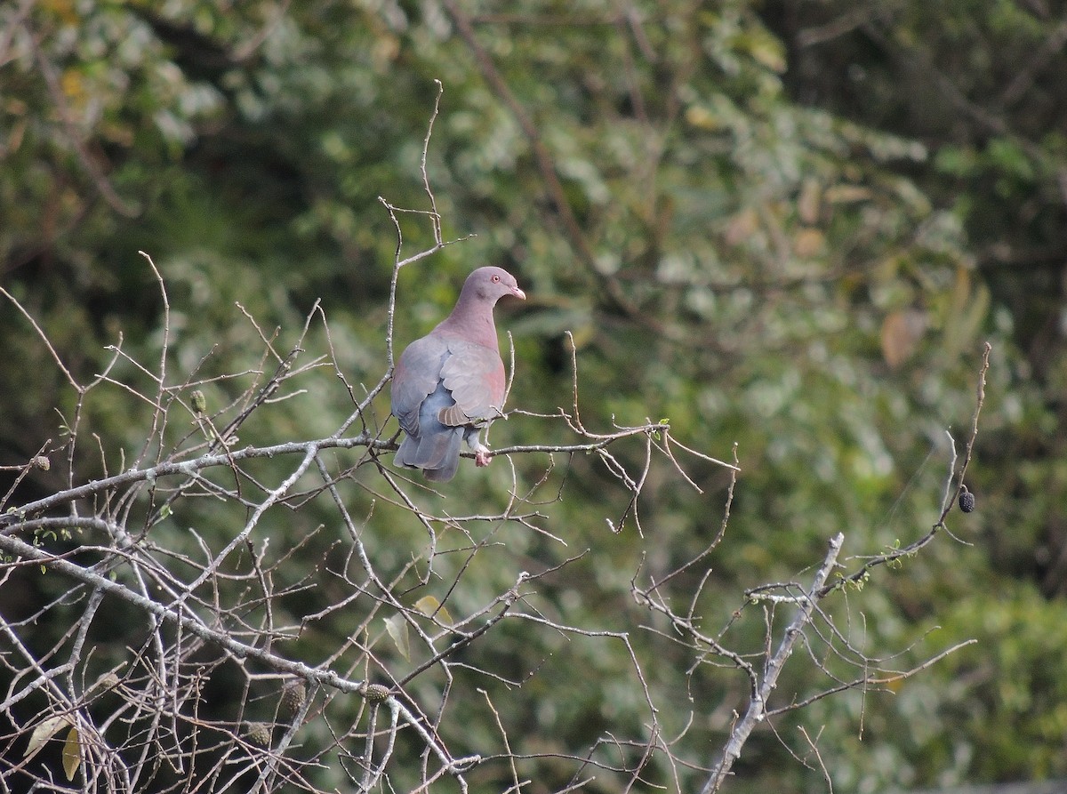 Red-billed Pigeon - ML132200351