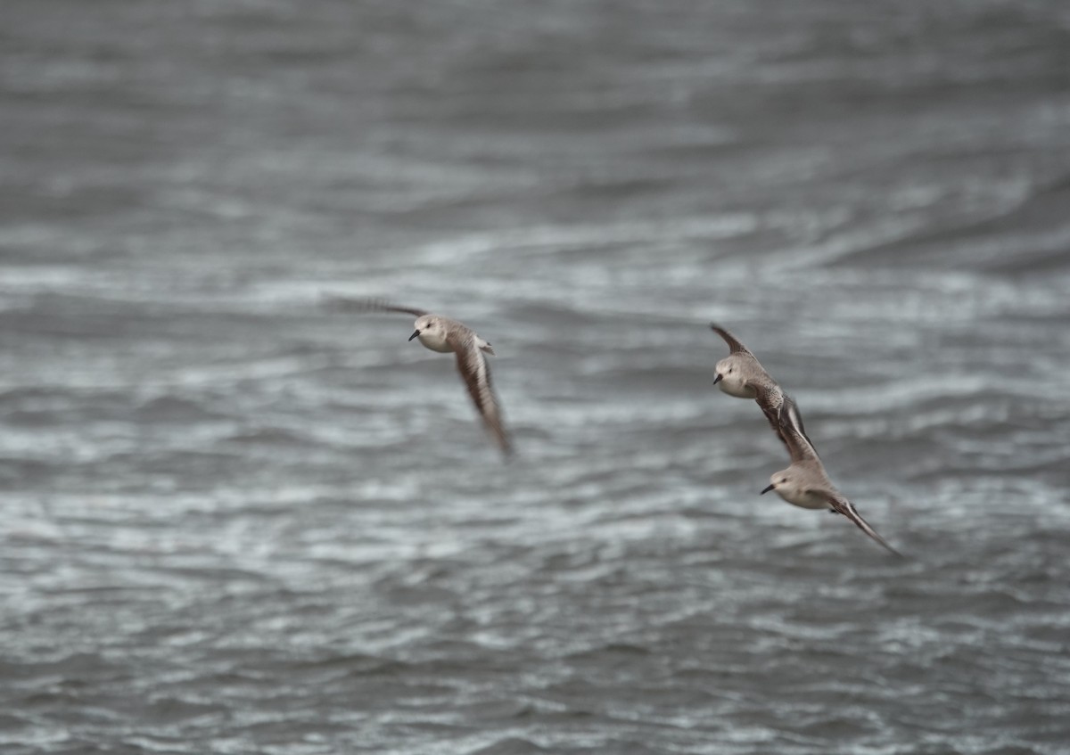 Sanderling - Lonnie Somer