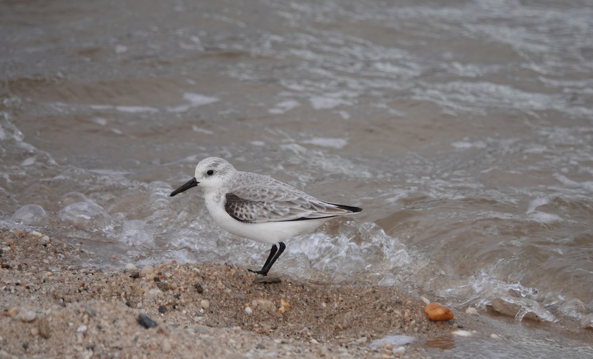 Sanderling - Lonnie Somer