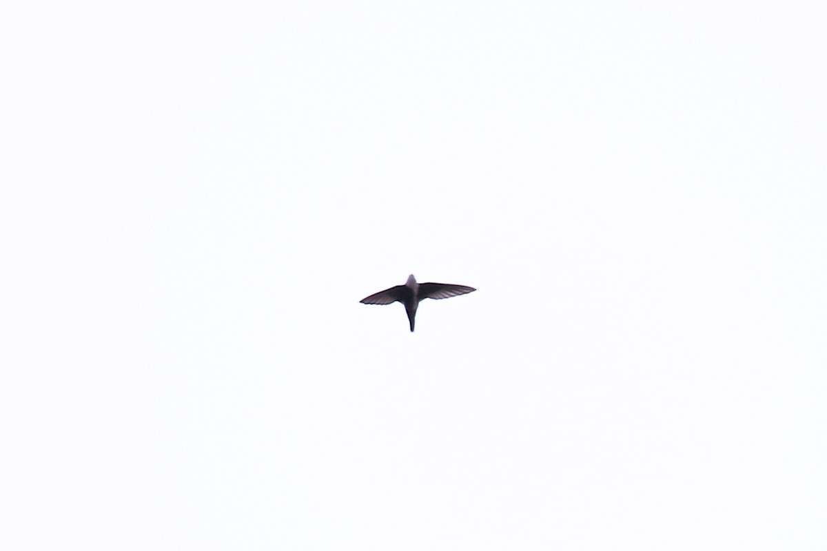 White-throated Swift - ML132200681