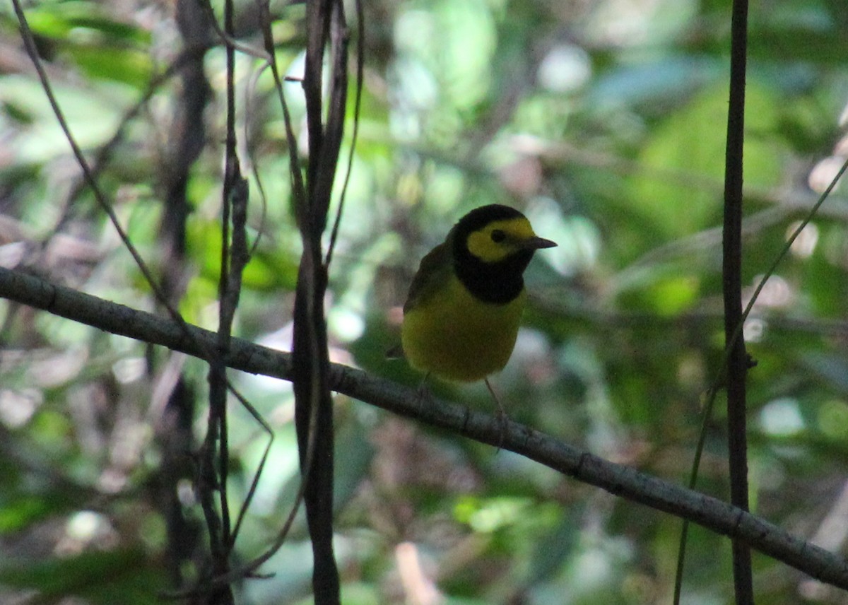 Hooded Warbler - ML132201471