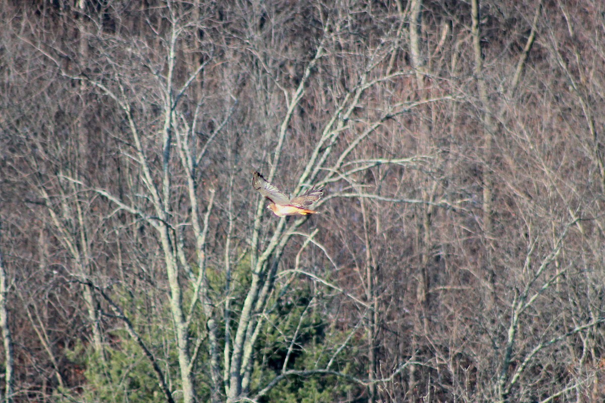 Red-tailed Hawk - Zac Cota