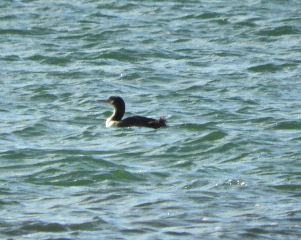 Common Loon - alice horst