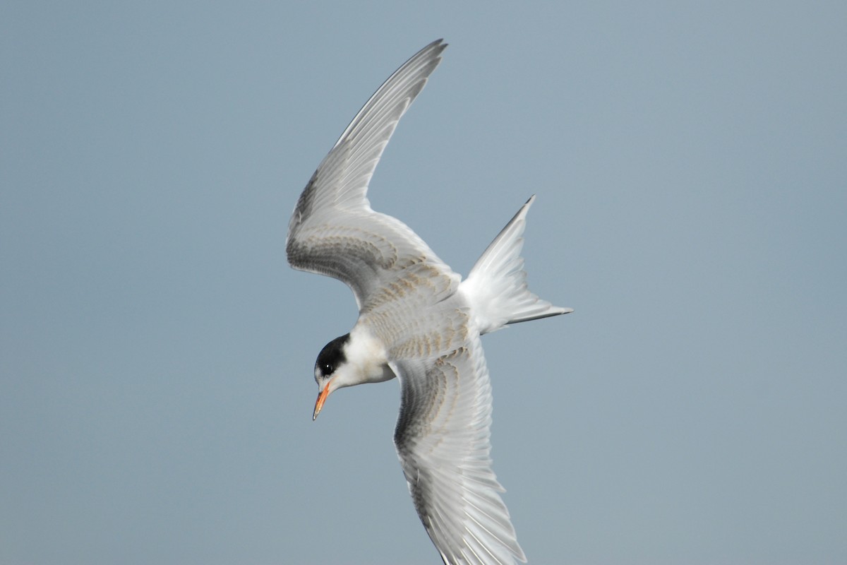 Arctic Tern - ML132207641