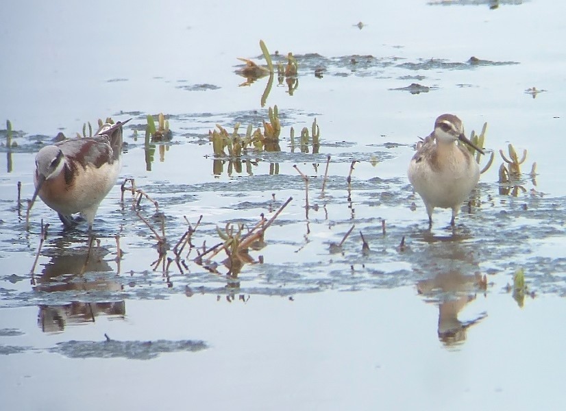 Phalarope de Wilson - ML132207811