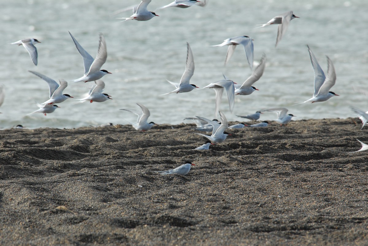 Arctic Tern - ML132207981