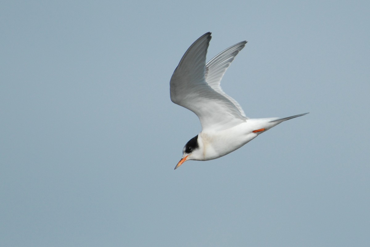 Arctic Tern - Cameron Eckert