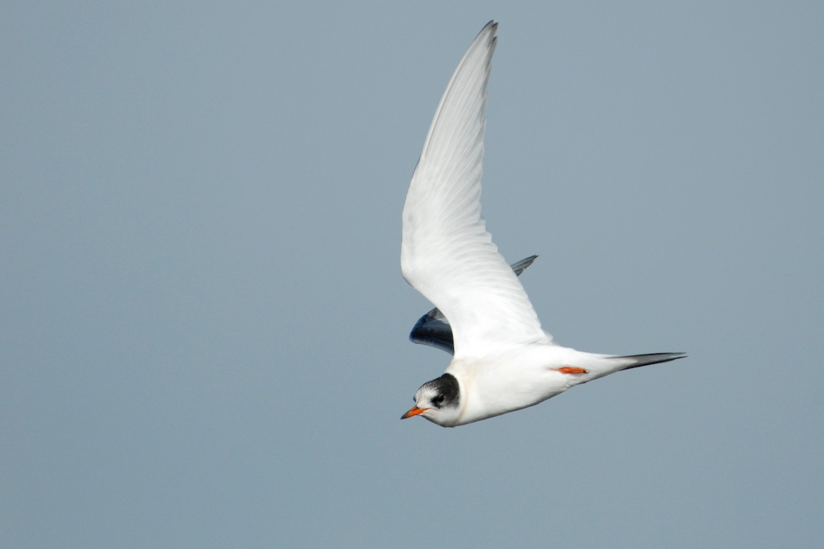 Arctic Tern - Cameron Eckert