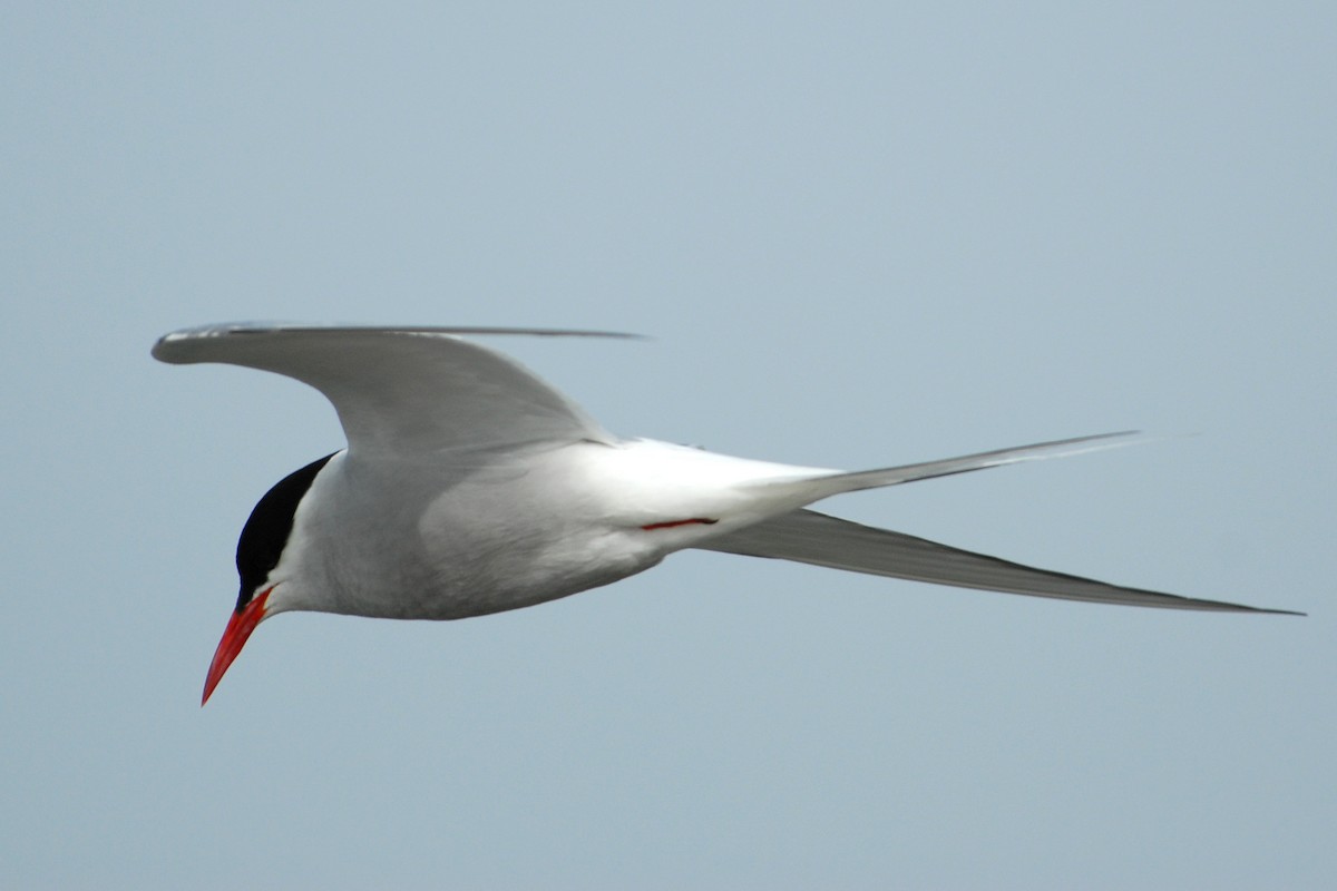 Arctic Tern - ML132208801