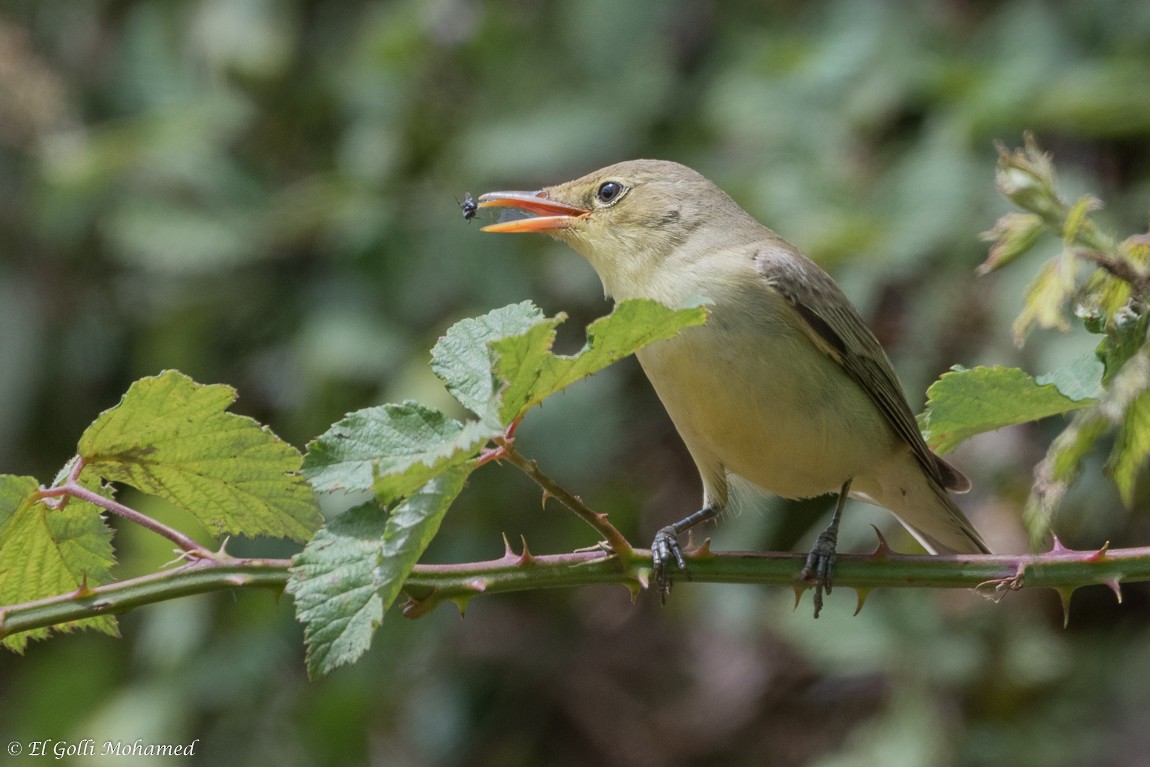 Icterine Warbler - ML132209031