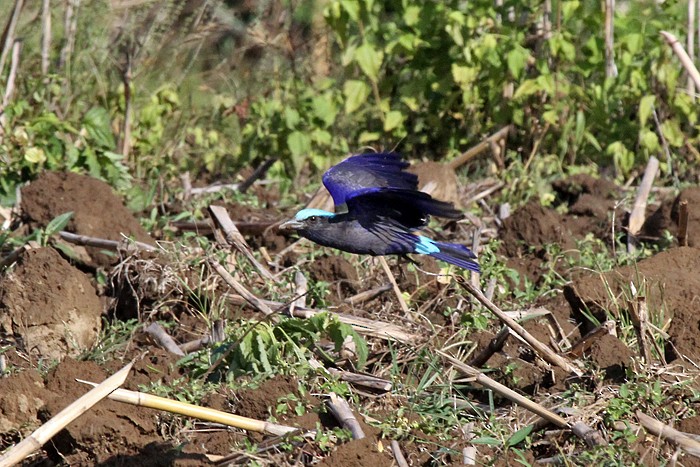 Purple-winged Roller - ML132209371