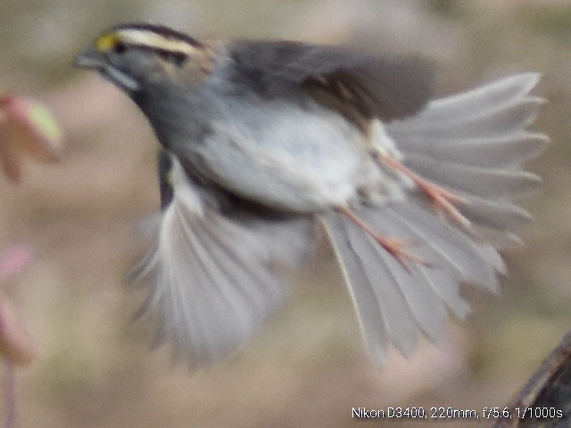 White-throated Sparrow - ML132210871