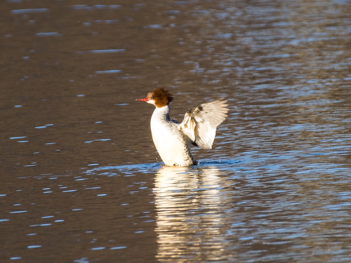 Common Merganser - Sebastian Jones