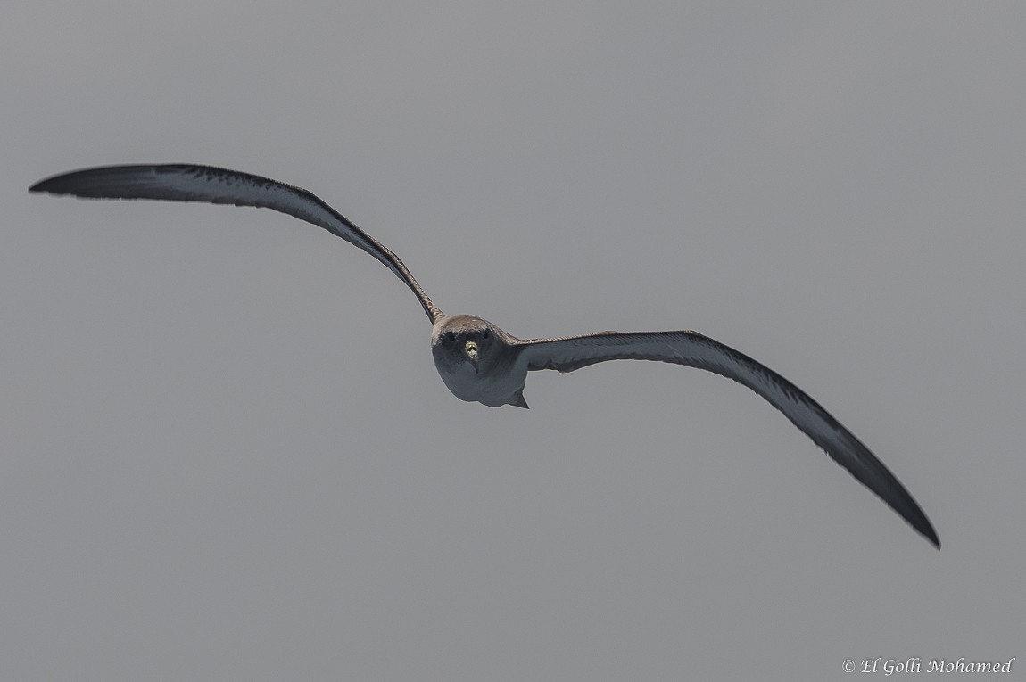 Cory's Shearwater - ML132211881