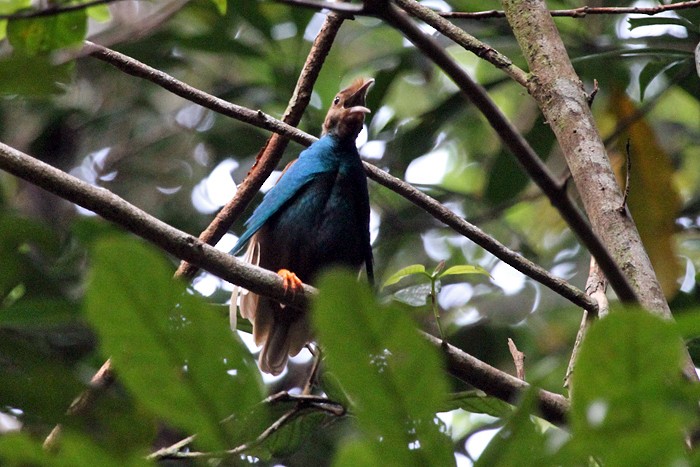 Standardwing Bird-of-Paradise - ML132212151