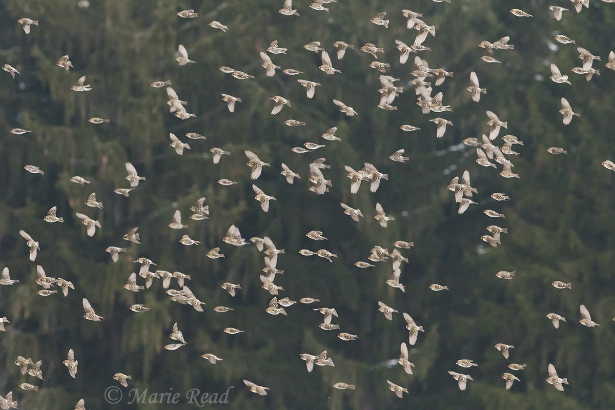 Redpoll (Common) - ML132212421