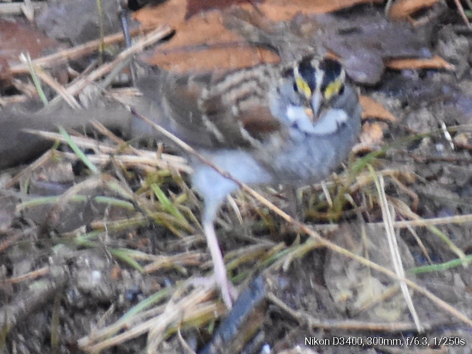 White-throated Sparrow - ML132212431