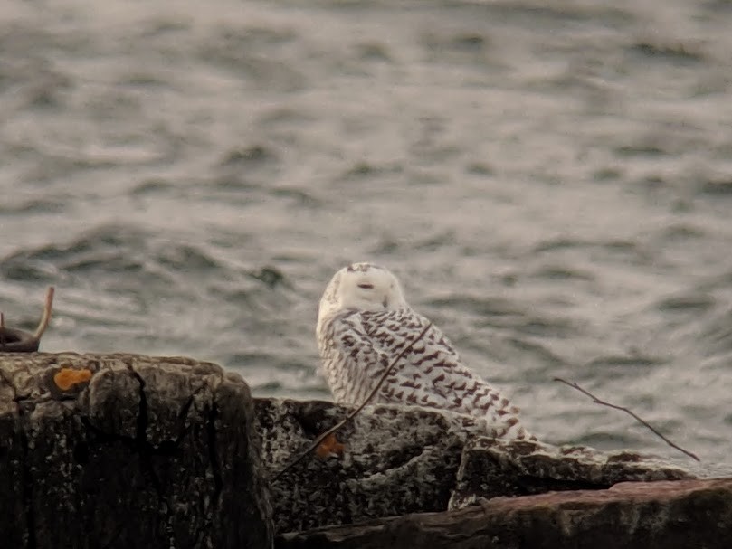 Snowy Owl - Clem Nilan