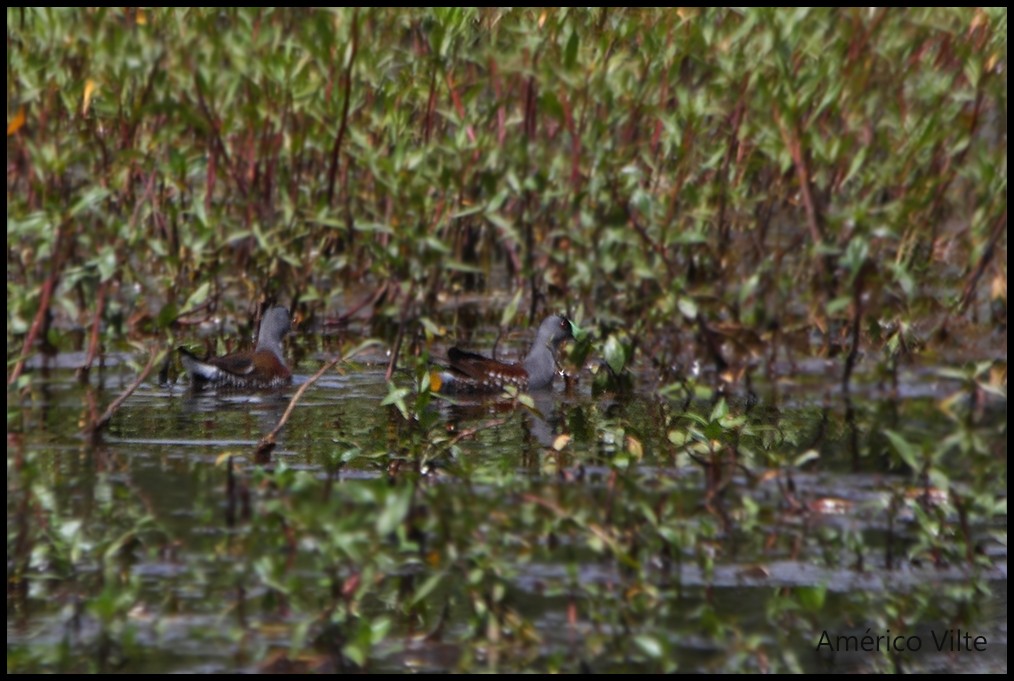 Gallinule à face noire - ML132213021