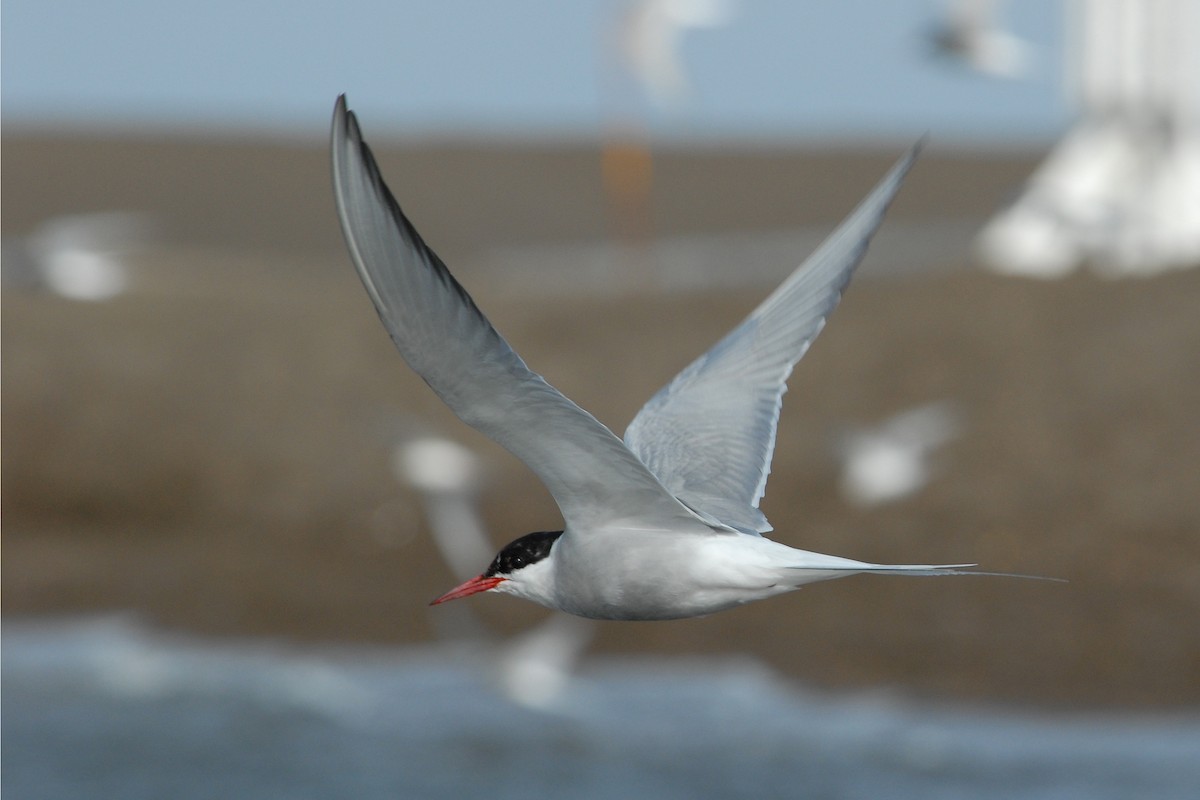 Arctic Tern - ML132213461