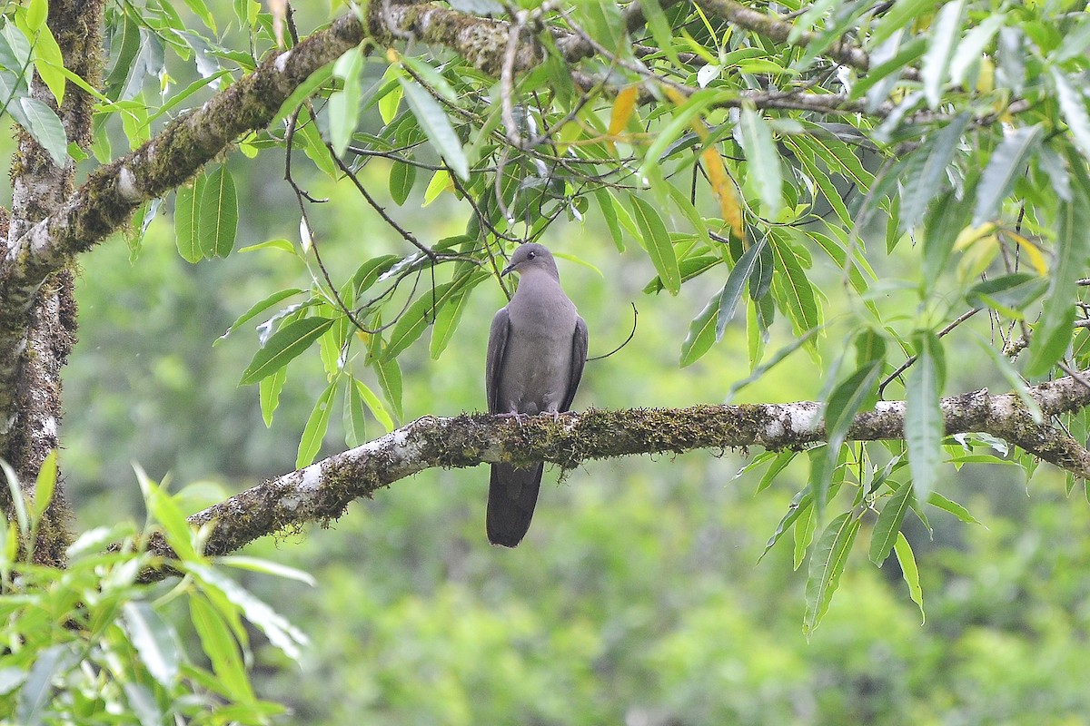 Plumbeous Pigeon - ML132214281