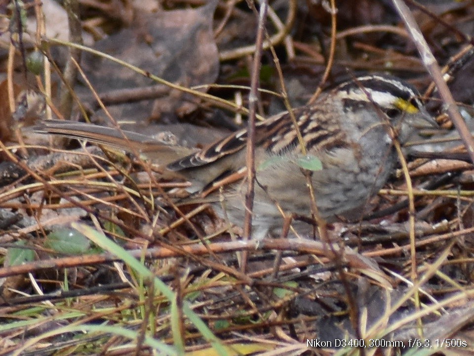 White-throated Sparrow - ML132215531