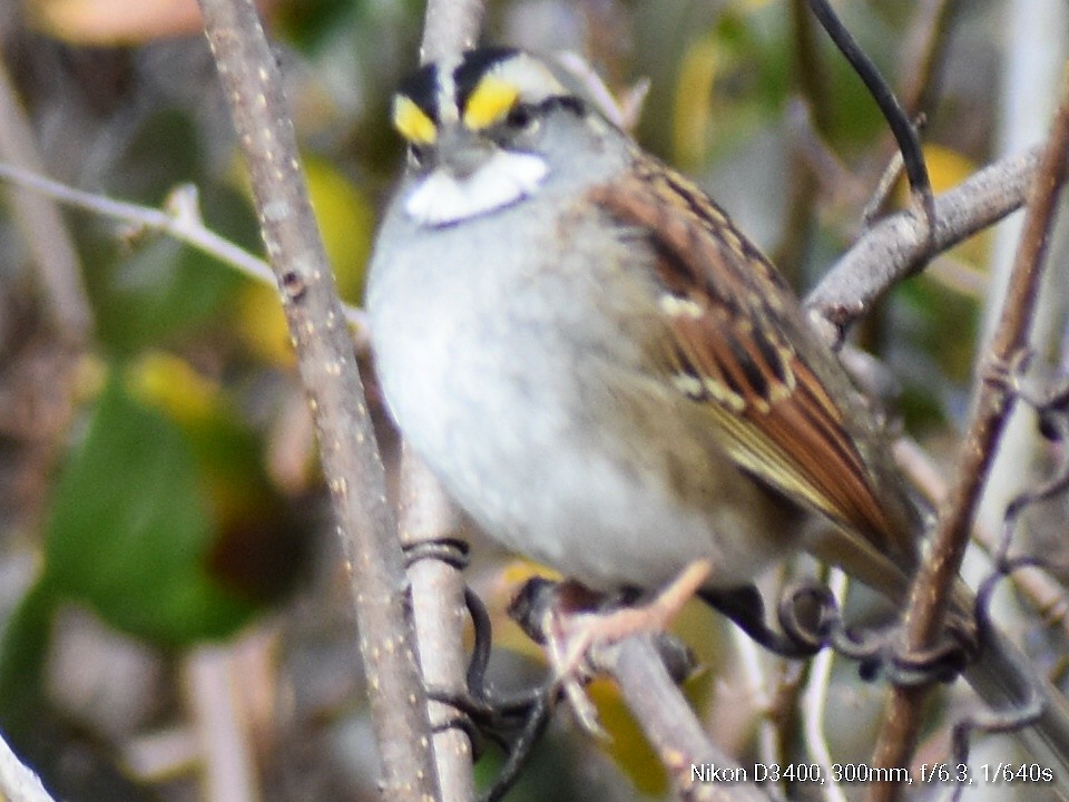 White-throated Sparrow - ML132215881