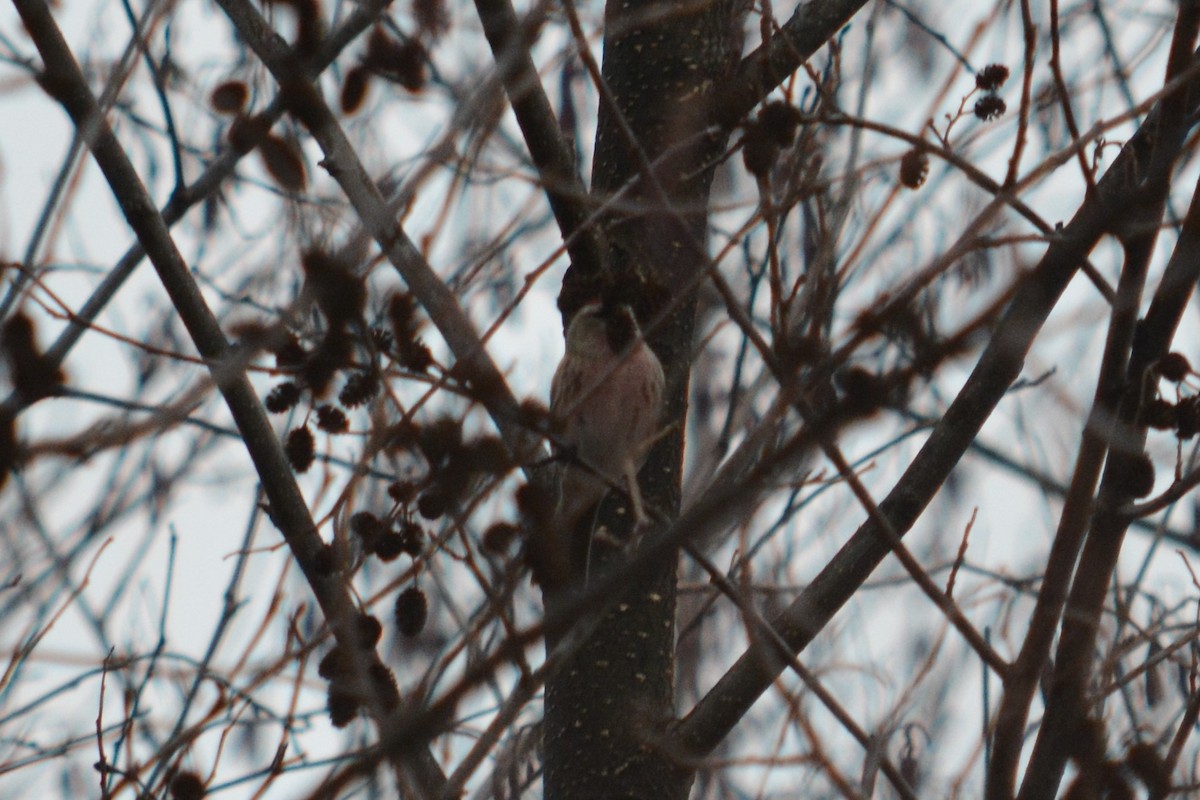 redpoll sp. - ML132216571