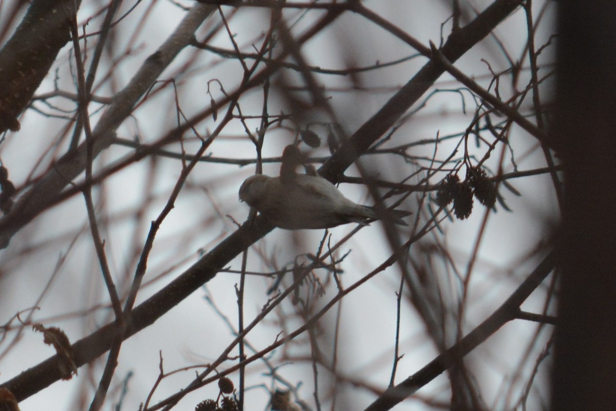 redpoll sp. - ML132216581