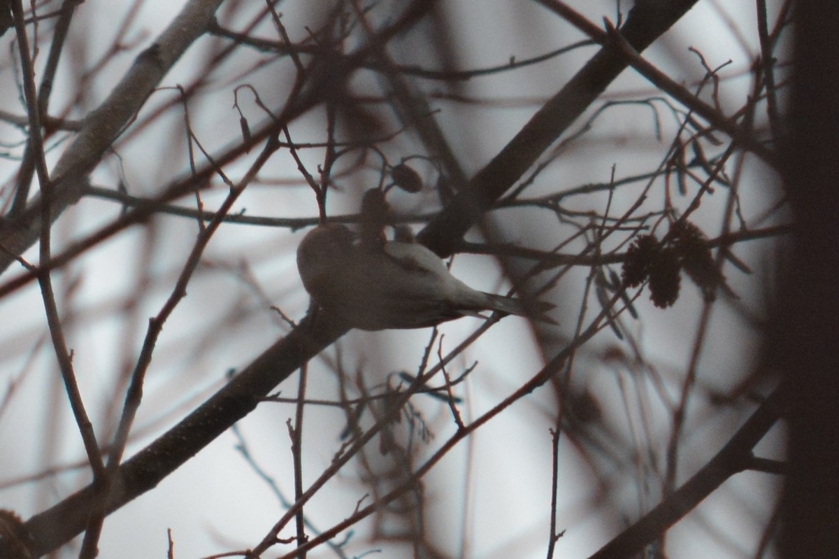 redpoll sp. - ML132216591