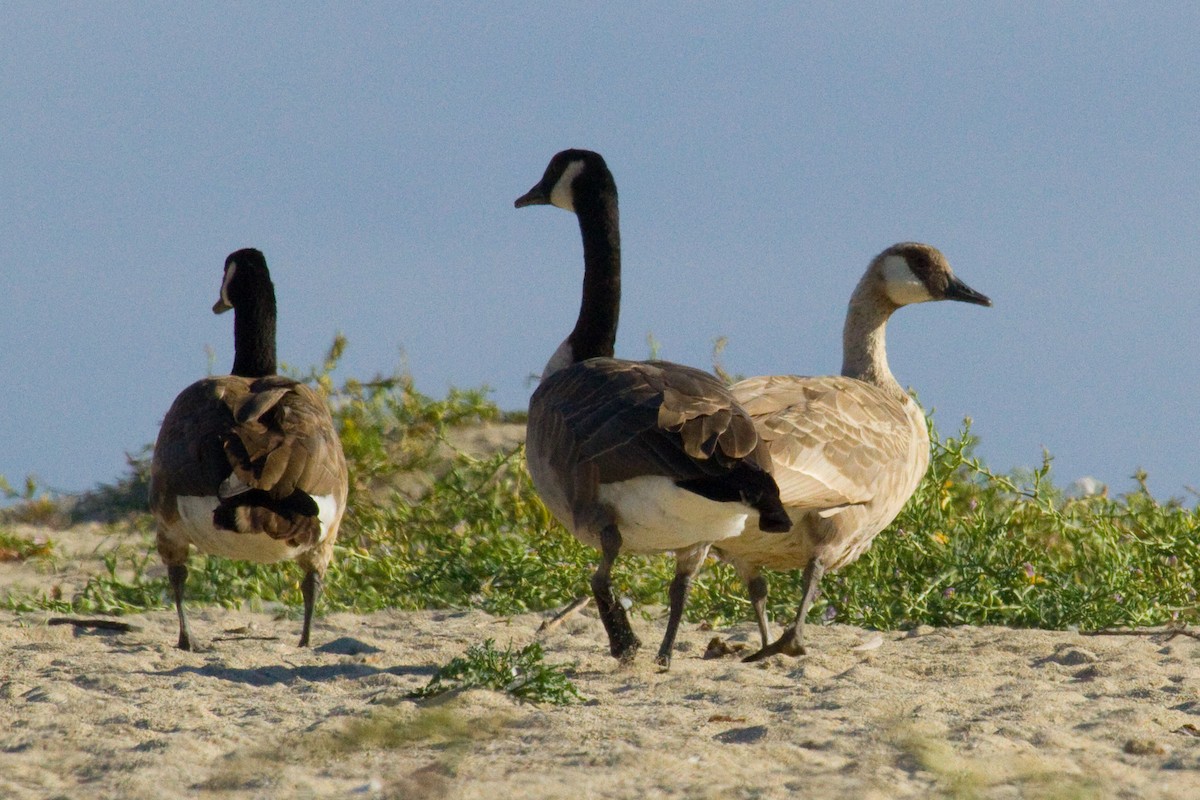 Canada Goose - Donna Pomeroy