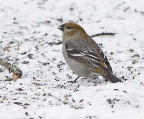 Pine Grosbeak - ML132221931