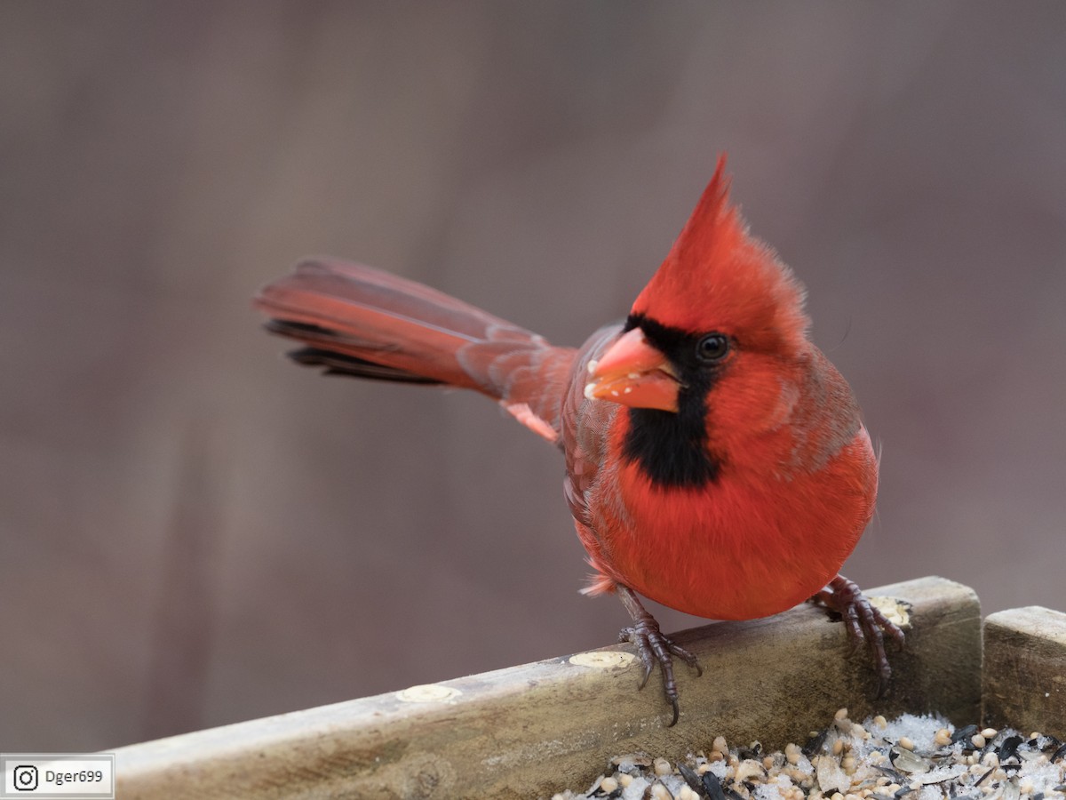 Cardinal rouge - ML132222021