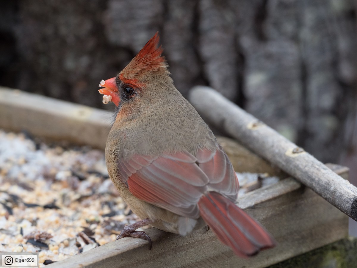 Cardinal rouge - ML132222131