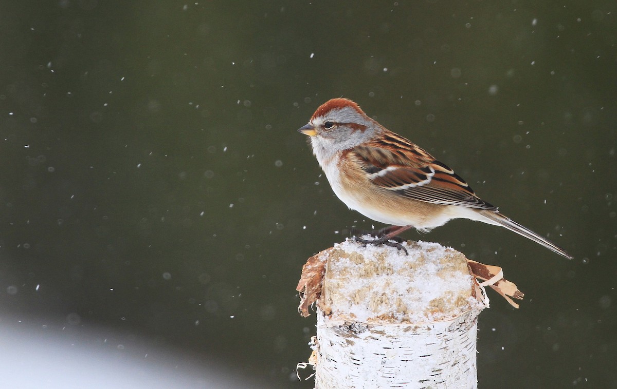 American Tree Sparrow - Diane St-Jacques