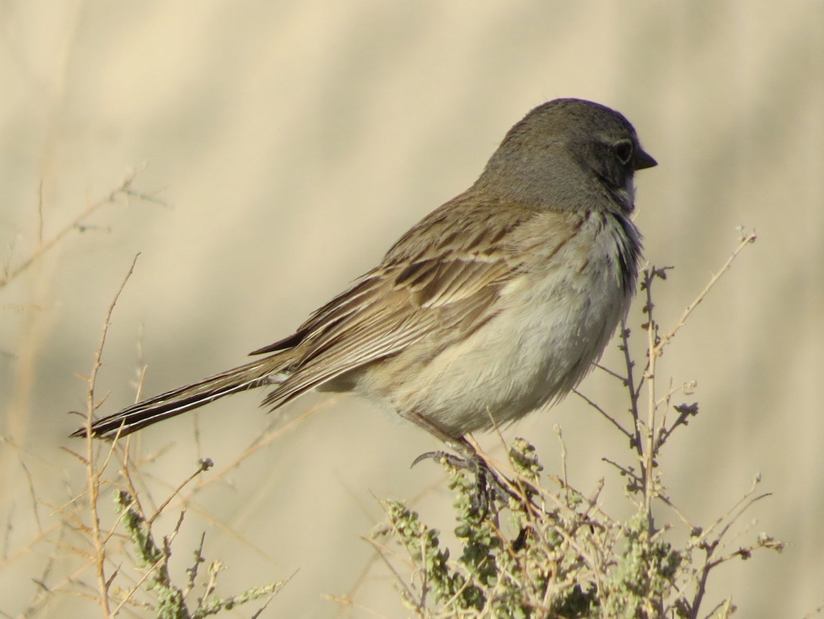 Sagebrush/Bell's Sparrow (Sage Sparrow) - ML132224261