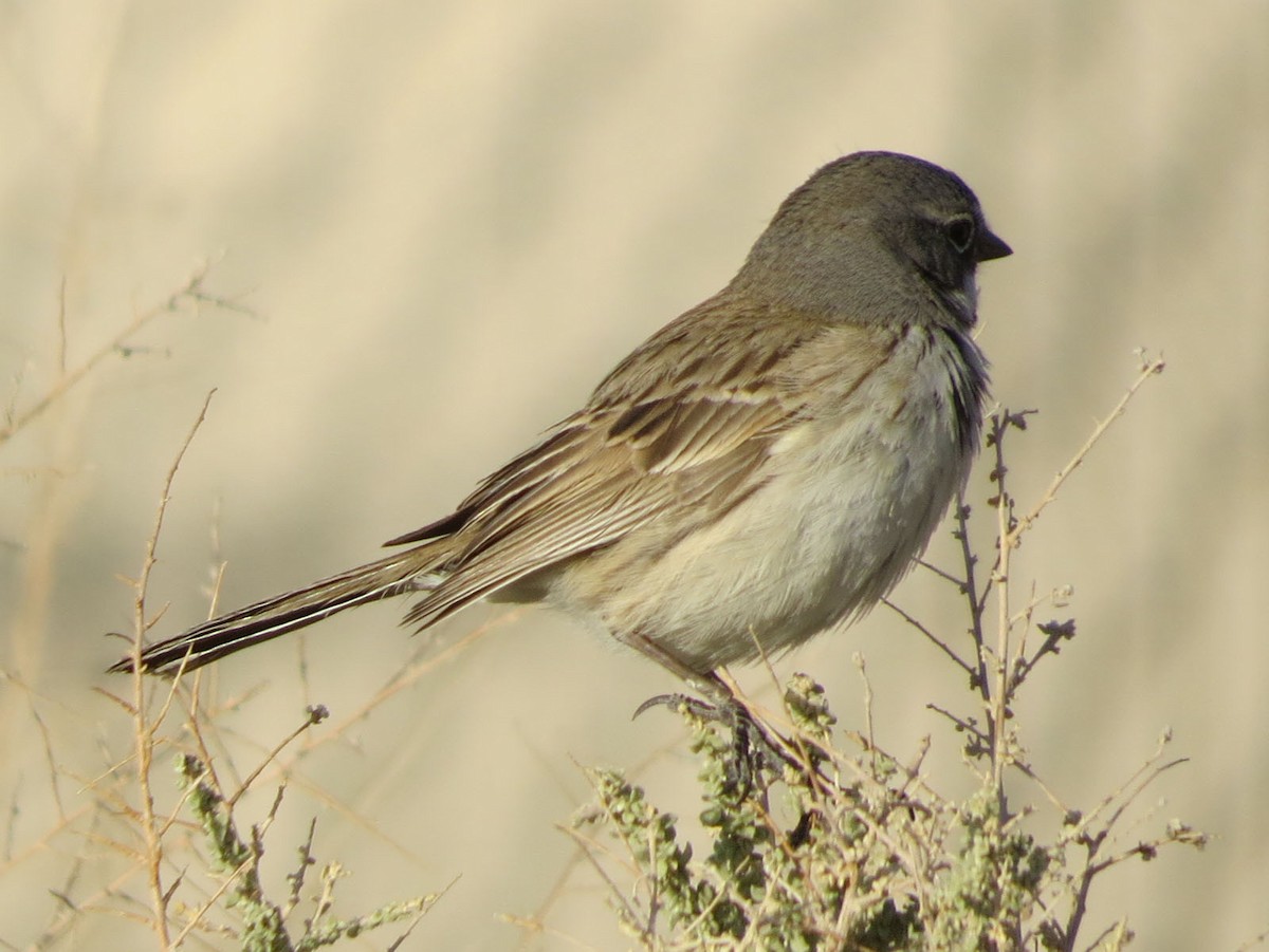 Bruant des armoises ou B. de Bell - ML132224261