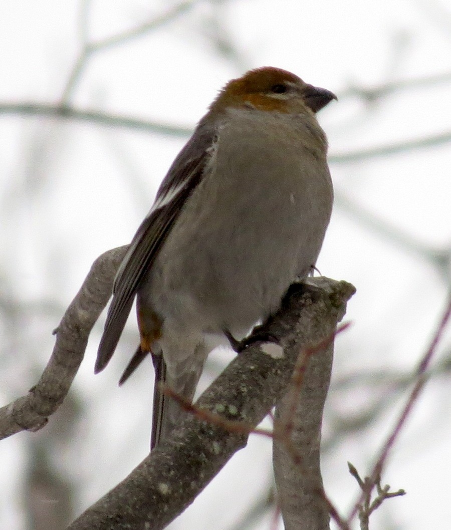 Pine Grosbeak - Michael Butler