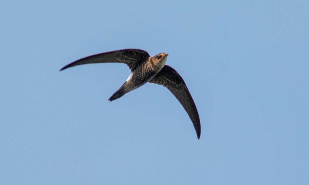 Pacific Swift - ML132224701