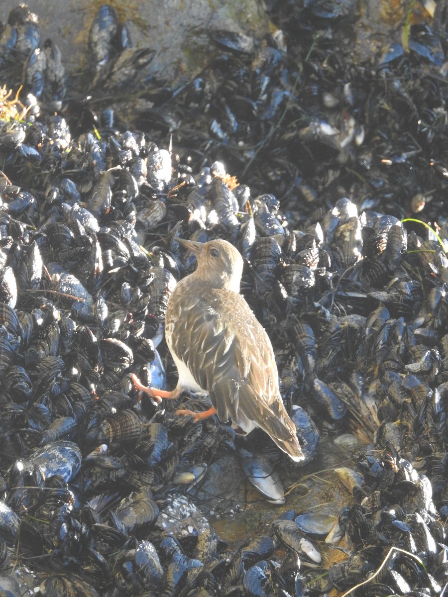 Surfbird - ML132225751