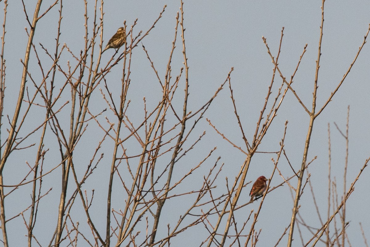 Purple Finch - Graham Gerdeman