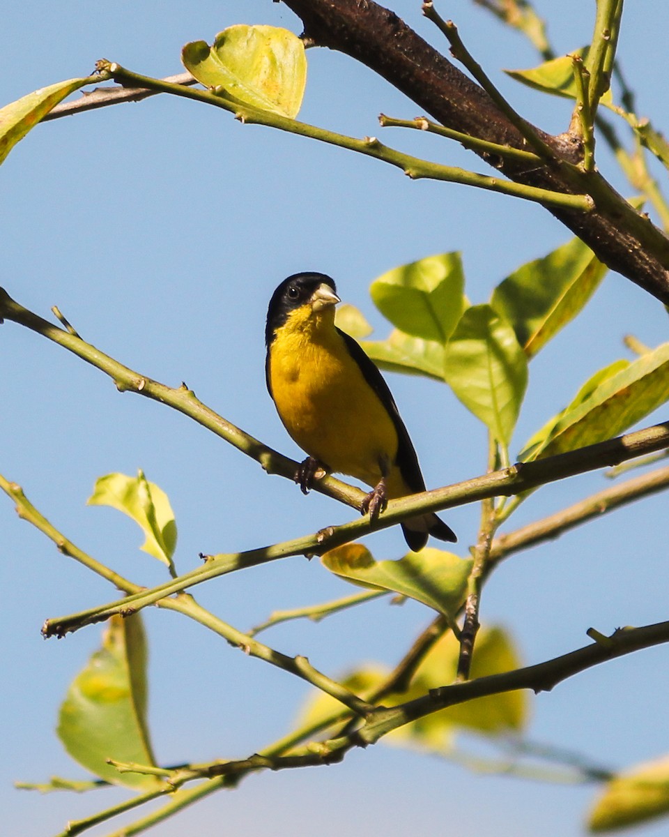 Lesser Goldfinch - ML132227031