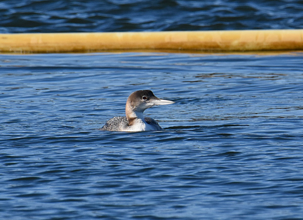 Common Loon - ML132227961